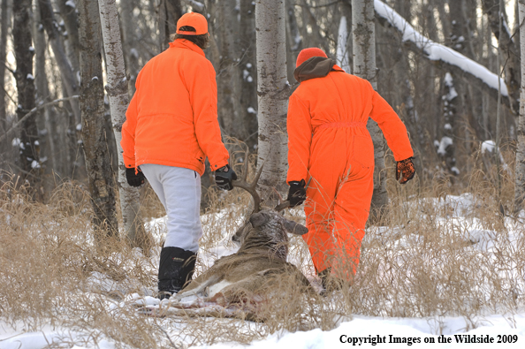Hunters Dragging Bagged Deer