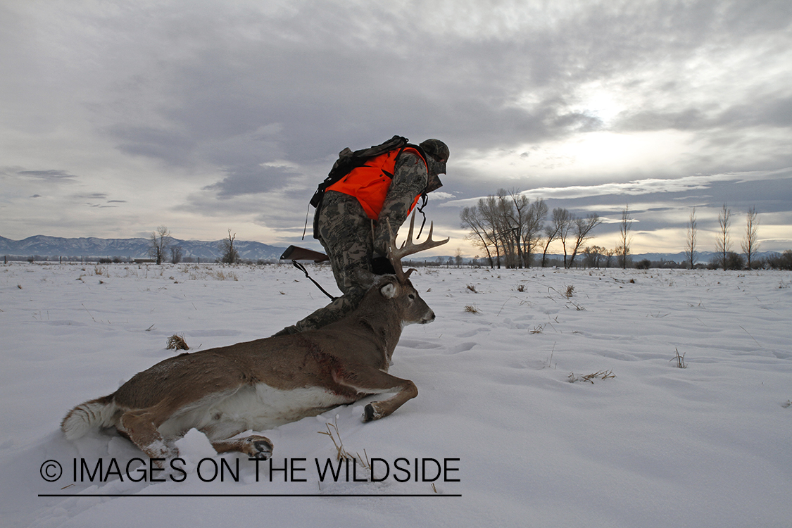 Hunter dragging bagged white-tailed deer.