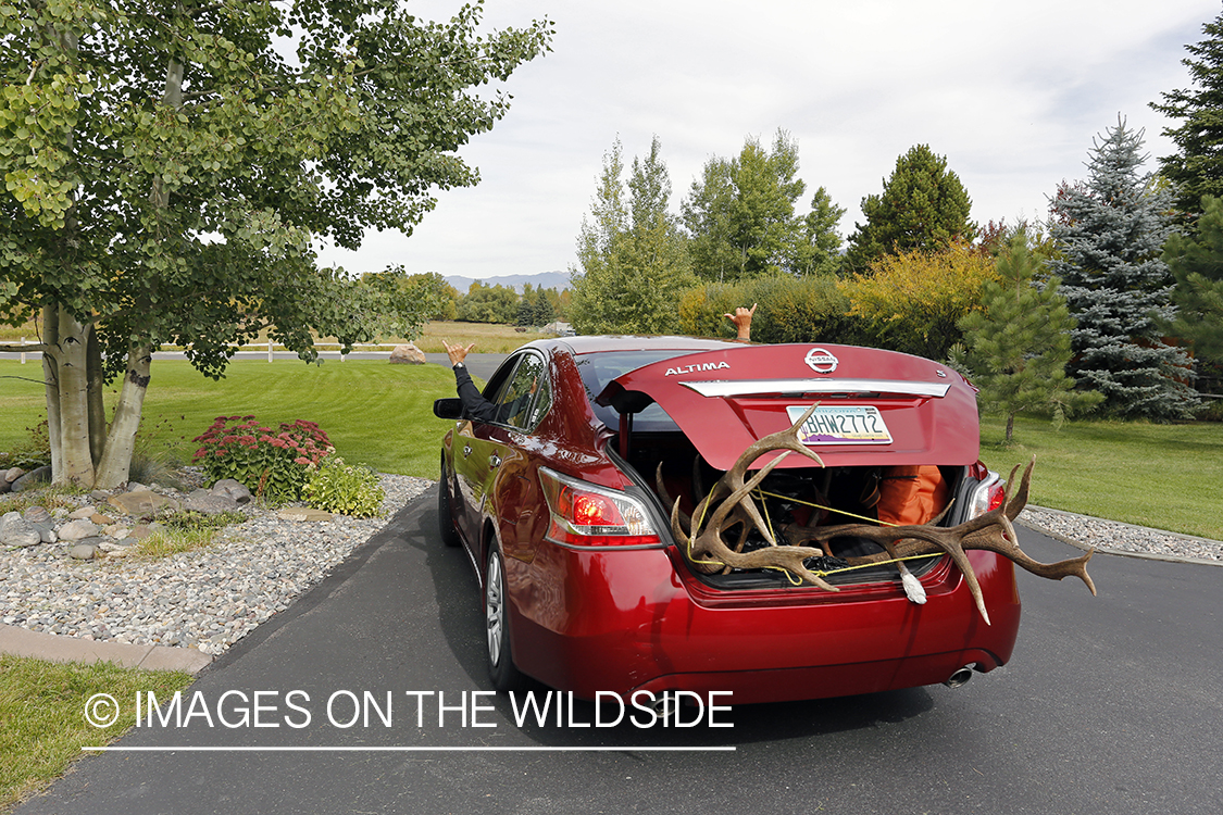 Hunters with bagged bull elk loaded in car.