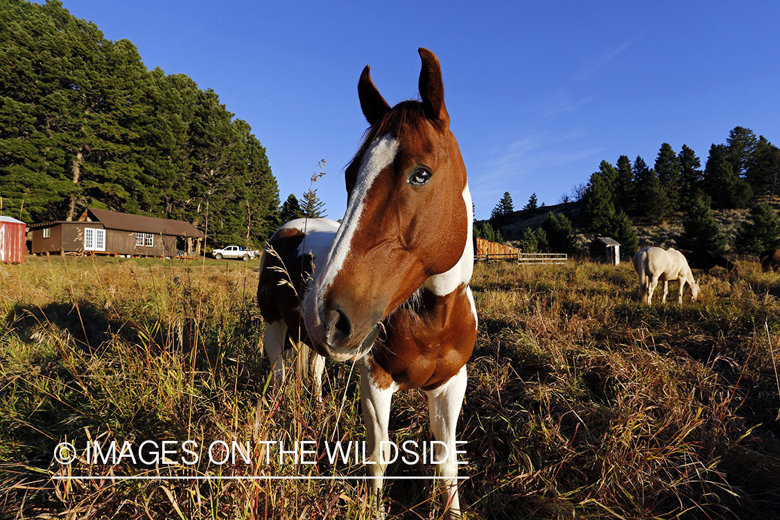 Trail horses at elk hunting campsite.