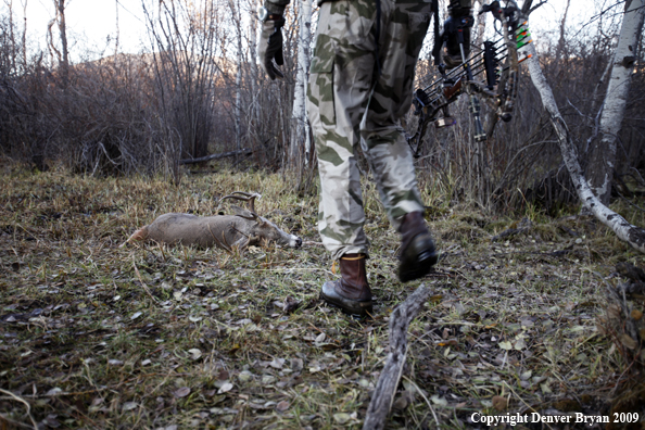Bowhunter approaching whitetail buck.