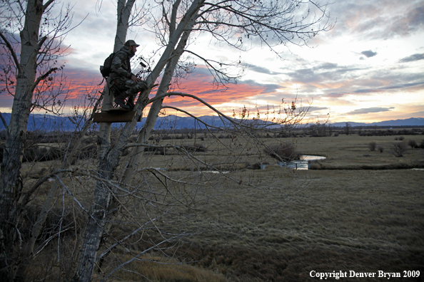 Bowhunter sitting in tree stand.