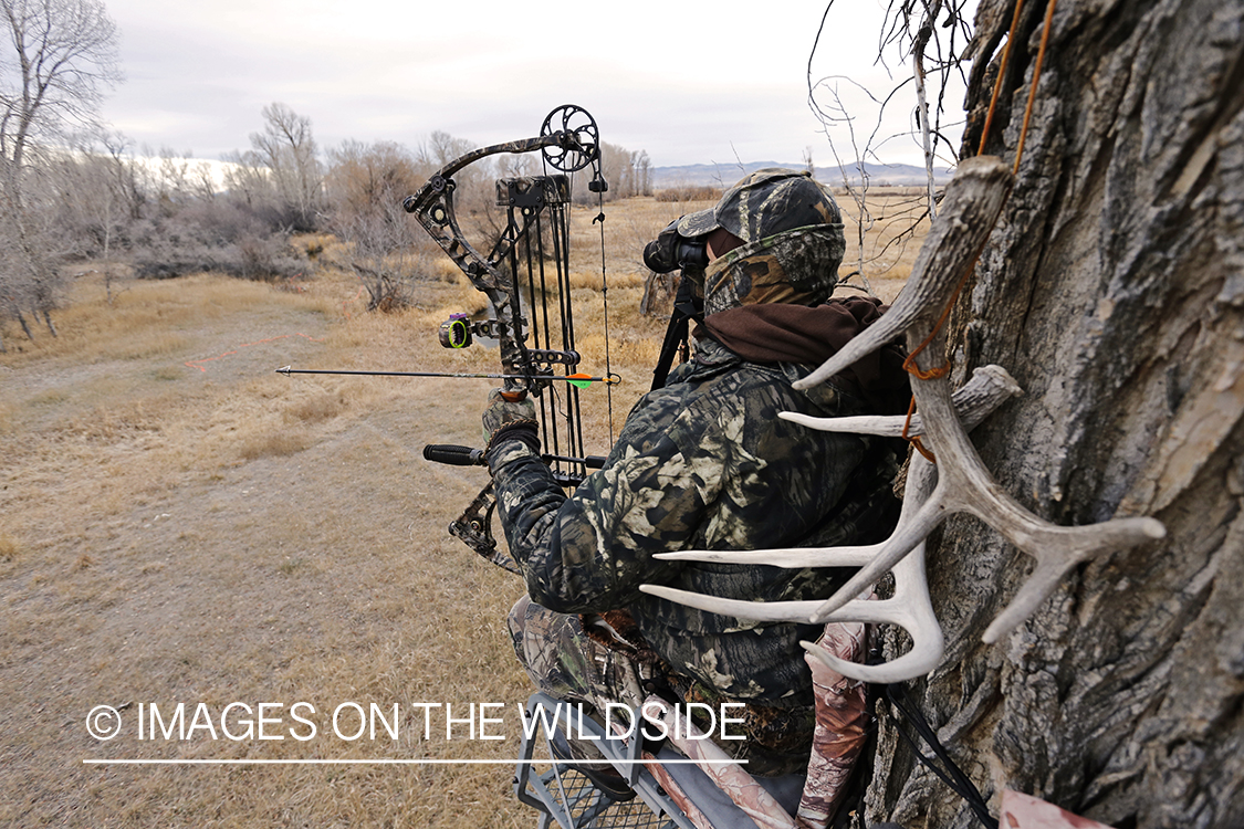 Bowhunter scouting for big game from tree stand. 