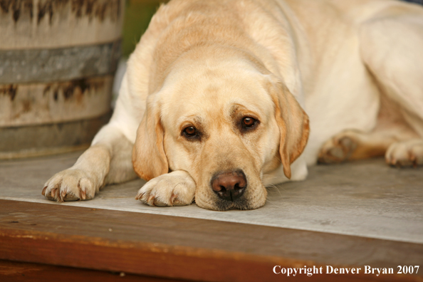 Yellow Labrador Retriever