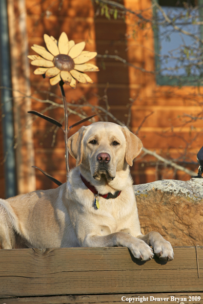 Yellow Labrador Retriever in yard
