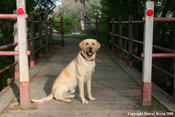 Yellow Labrador Retriever on bridge