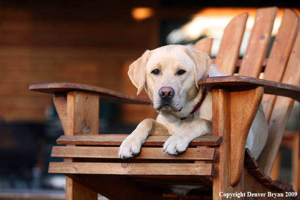 Yellow Labrador Retriever in chair