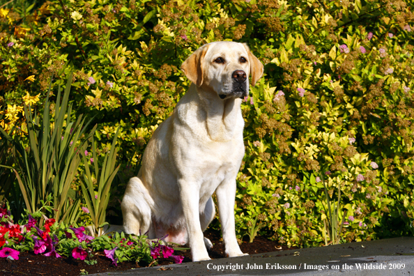 Yellow Labrador Retriever