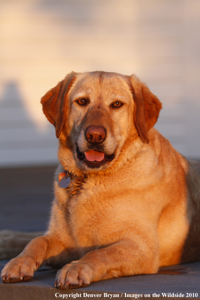 Yellow Labrador Retriever