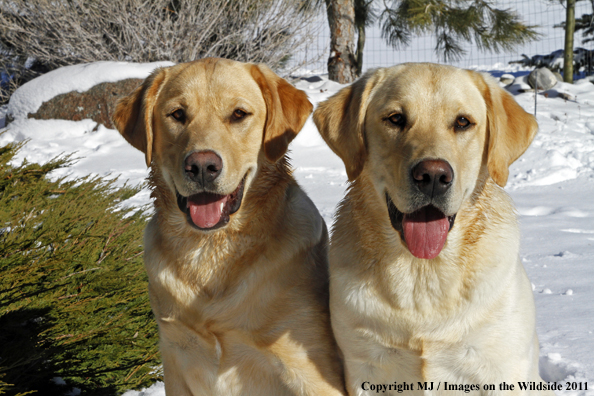 Yellow Labrador Retrievers 