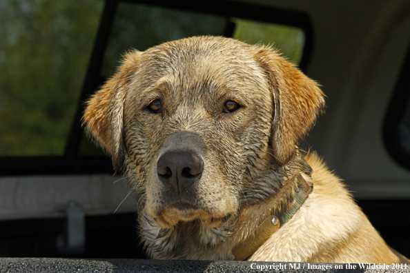 Yellow Labrador Retriever covered in mud. 