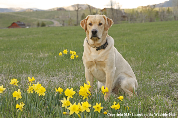 Yellow Labrador Retriever.
