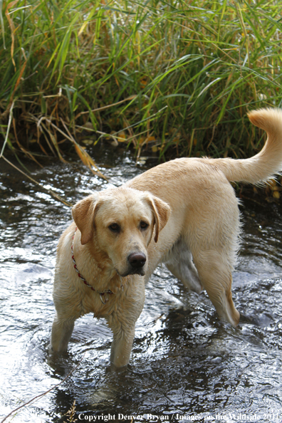 Yellow Labrador Retriever in water. 