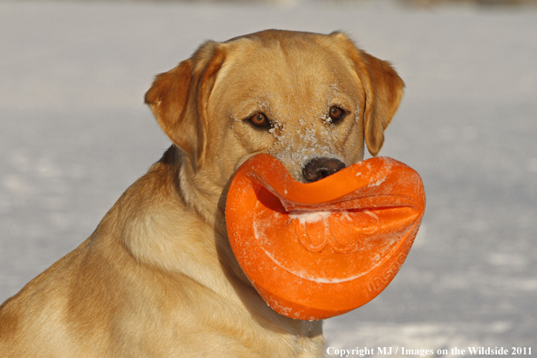Yellow Labrador Retriever playing with frisbee.