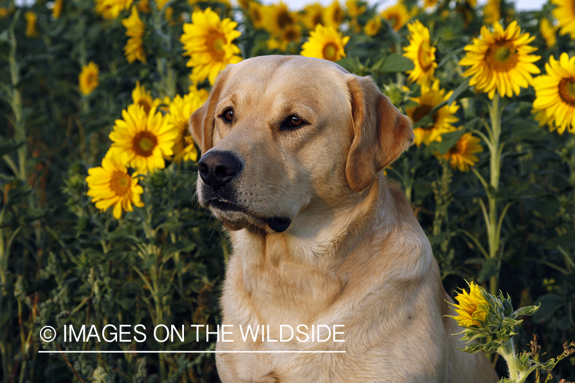 Yellow Labrador Retriever in sunflower field.