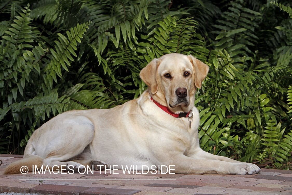 Yellow Labrador Retriever