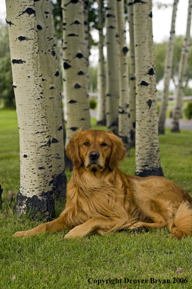 Golden Retriever in Aspen trees.