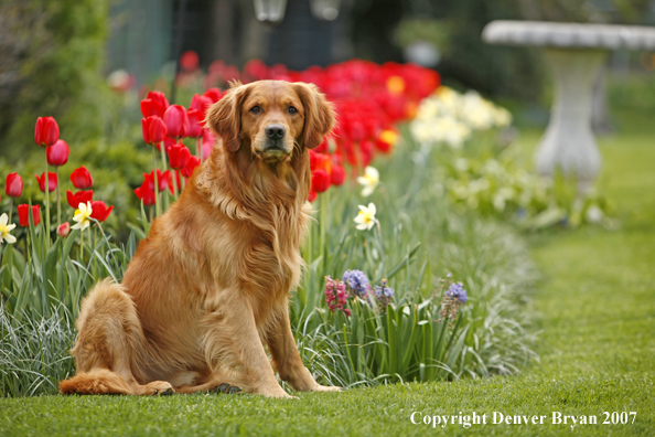 Golden Retriever