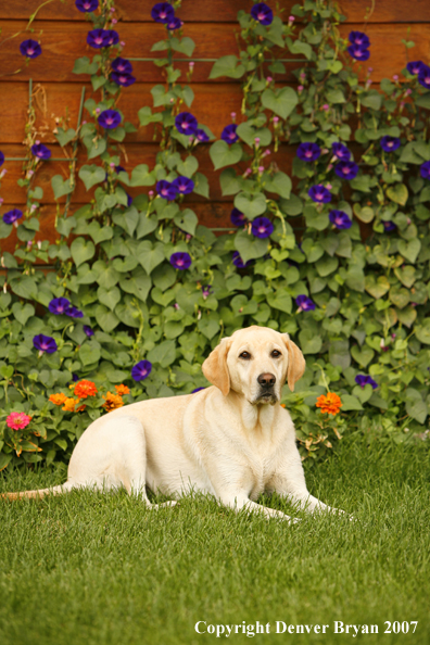 Yellow Labrador Retriever