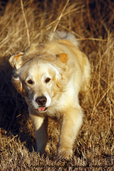 Golden Retriever