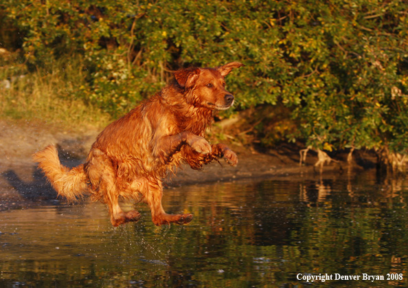 Golden Retriever leaping into the water