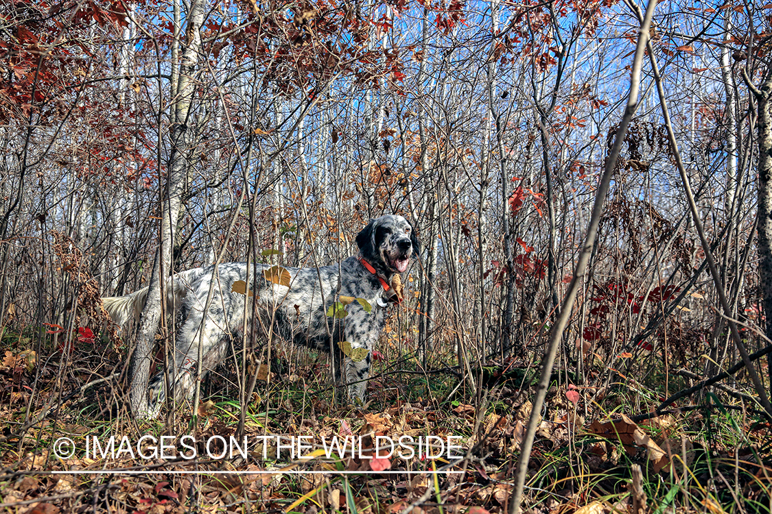English setter in woodlands.