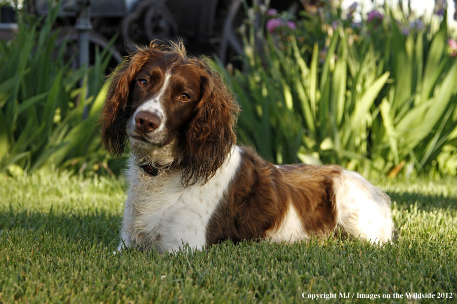 Springer Spaniel in yard.