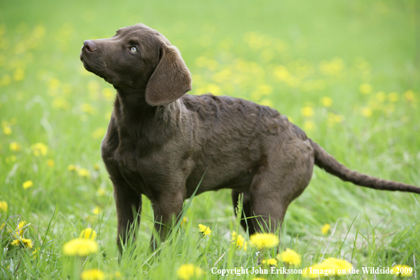 Chesapeake Bay Retriever puppy in field. 