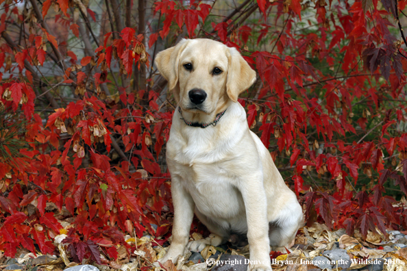 Yellow Labrador Retriever Puppy