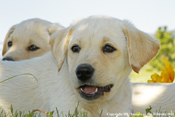 Labrador Retriever Puppies. 