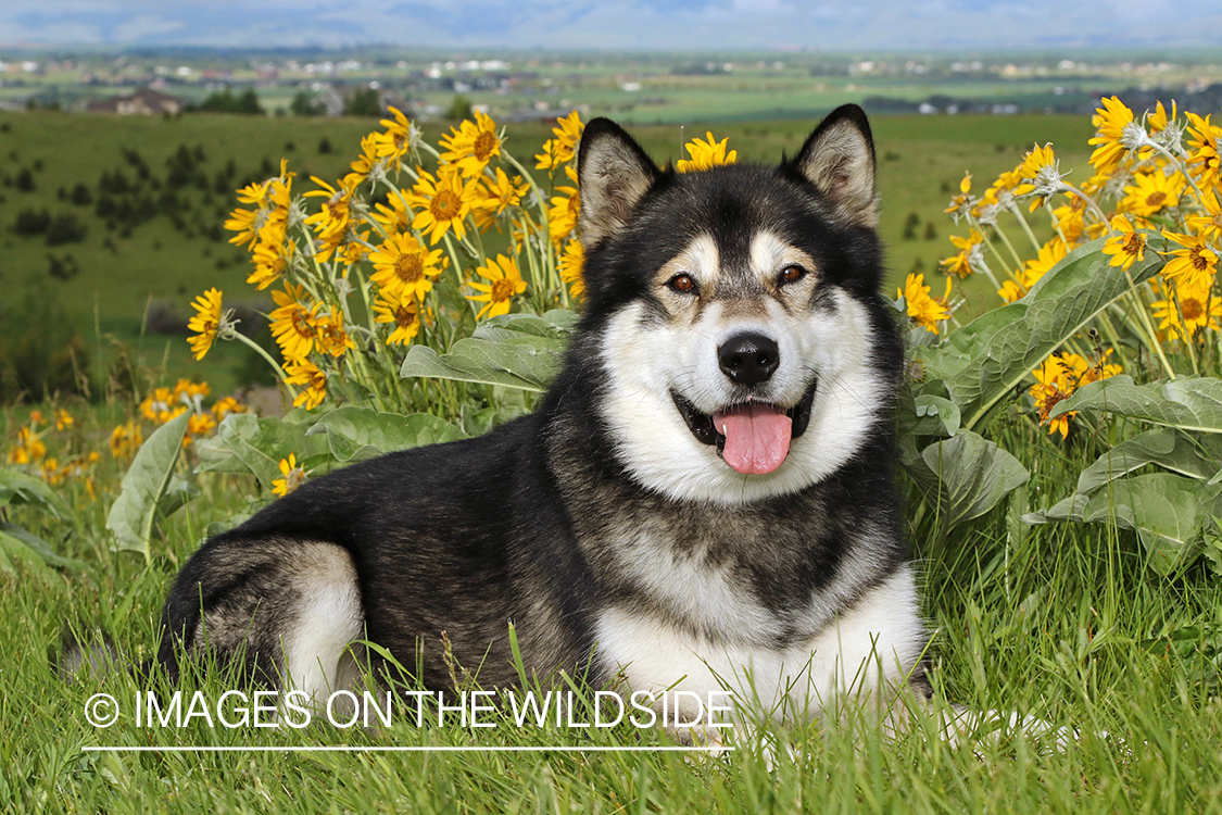 Alaskan Malamute by flowers.