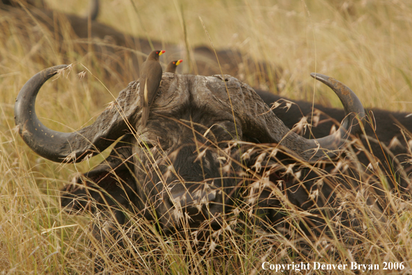African Cape Buffalo