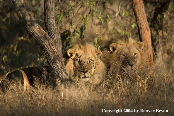 Male African lions in habitat. Africa