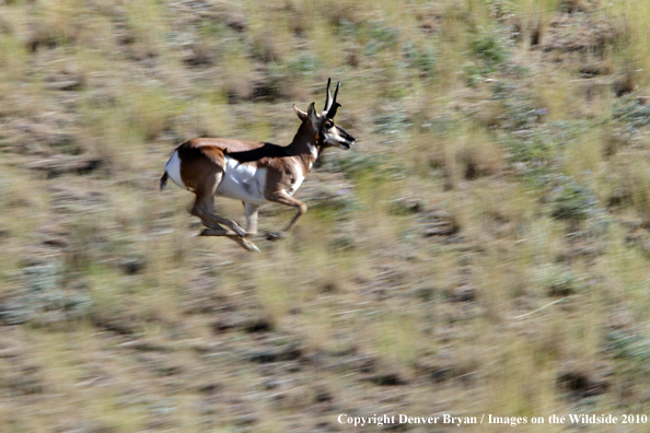 Pronghorned Antelope