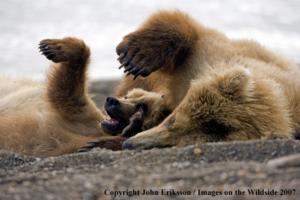Brown Bear sow with cub