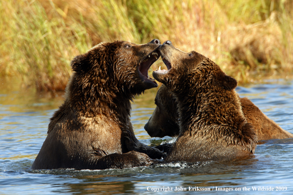 Brown Bear in habitat