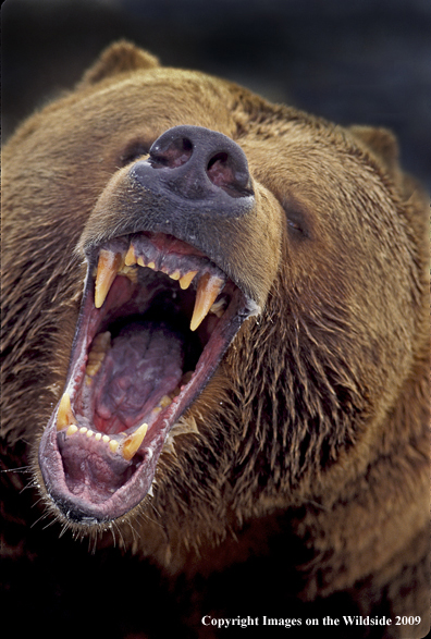 Growling Grizzly Bear