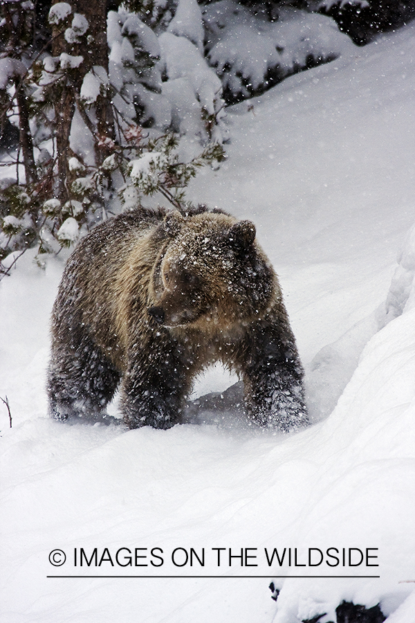 Grizzly Bear in winter habitat. 