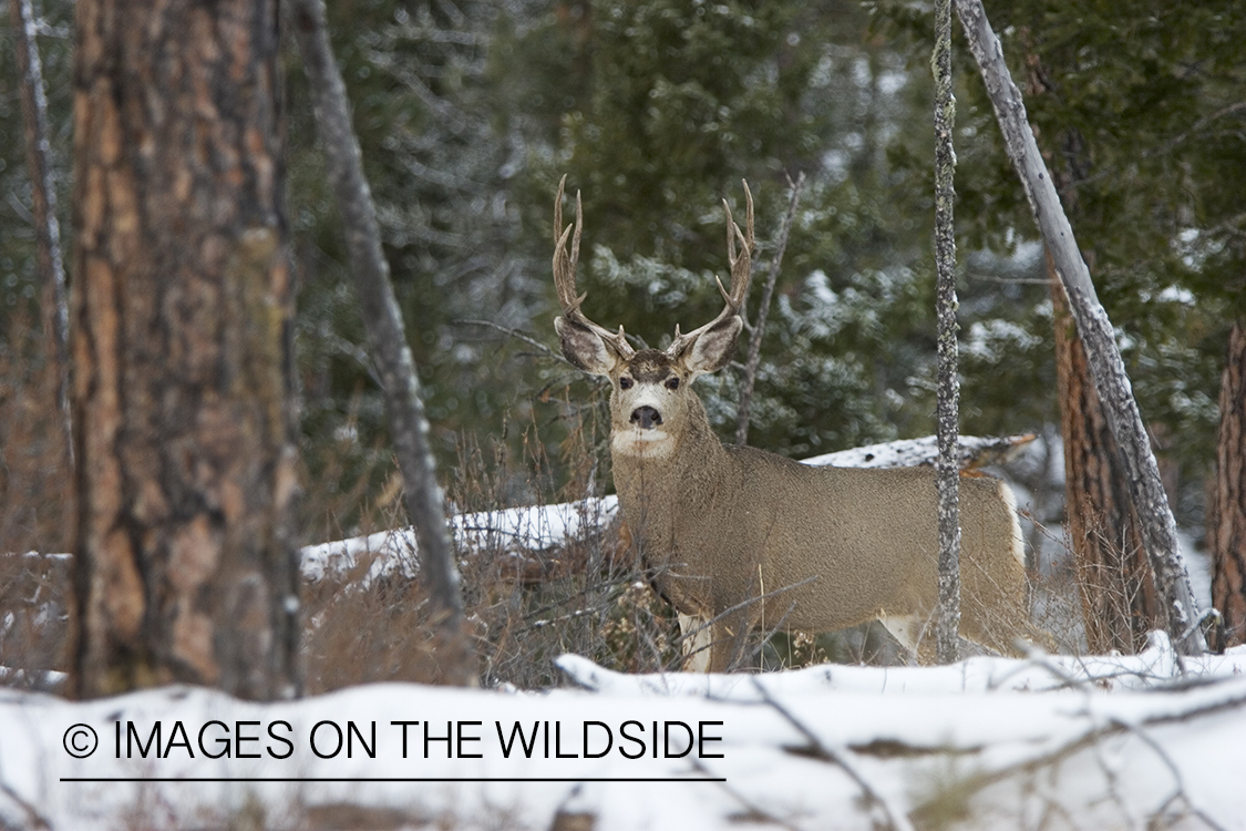 Mule deer buck in woods.