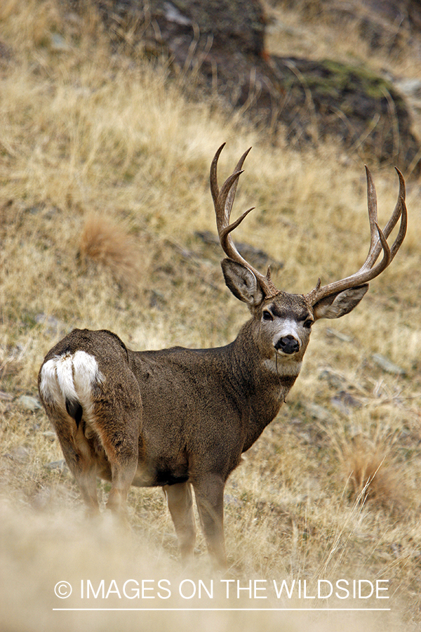 Mule deer 