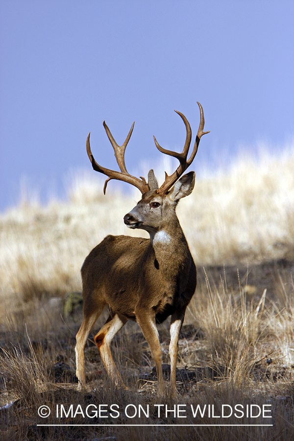 Mule deer 
