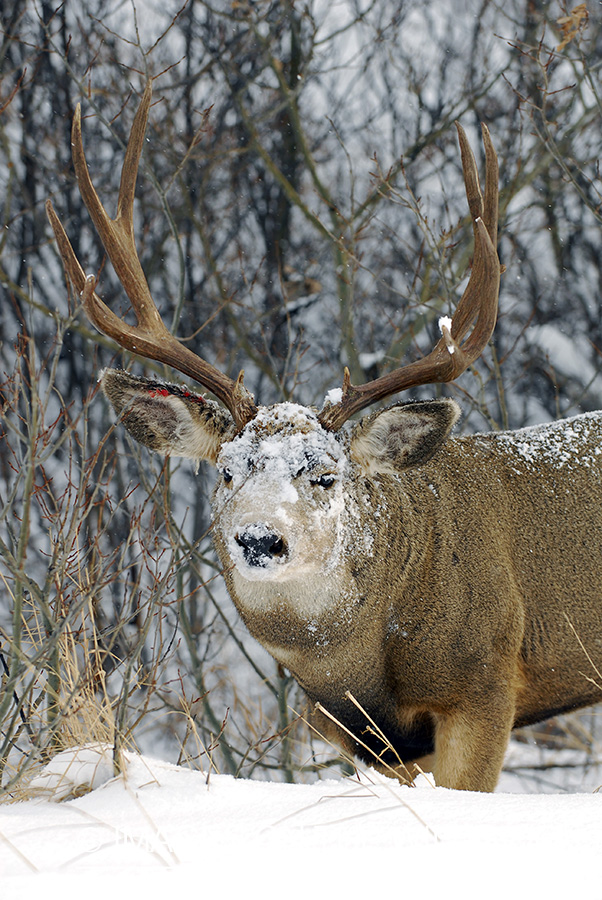 Mule deer 