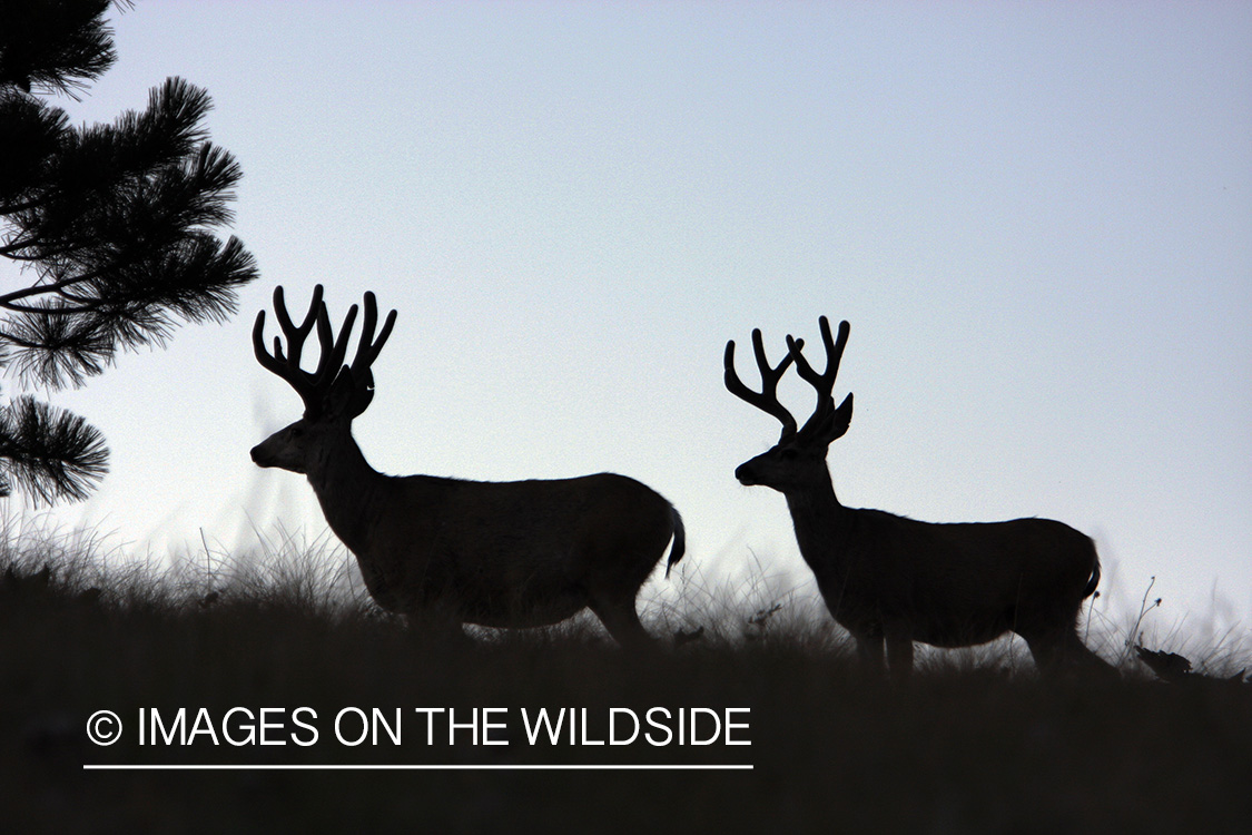 Mule Deer in Habitat