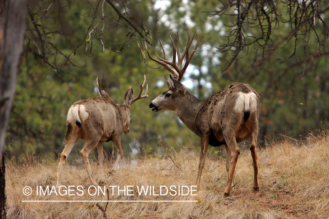 Mule Deer in Field