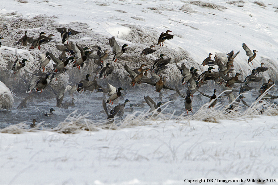 Mallards taking flight.