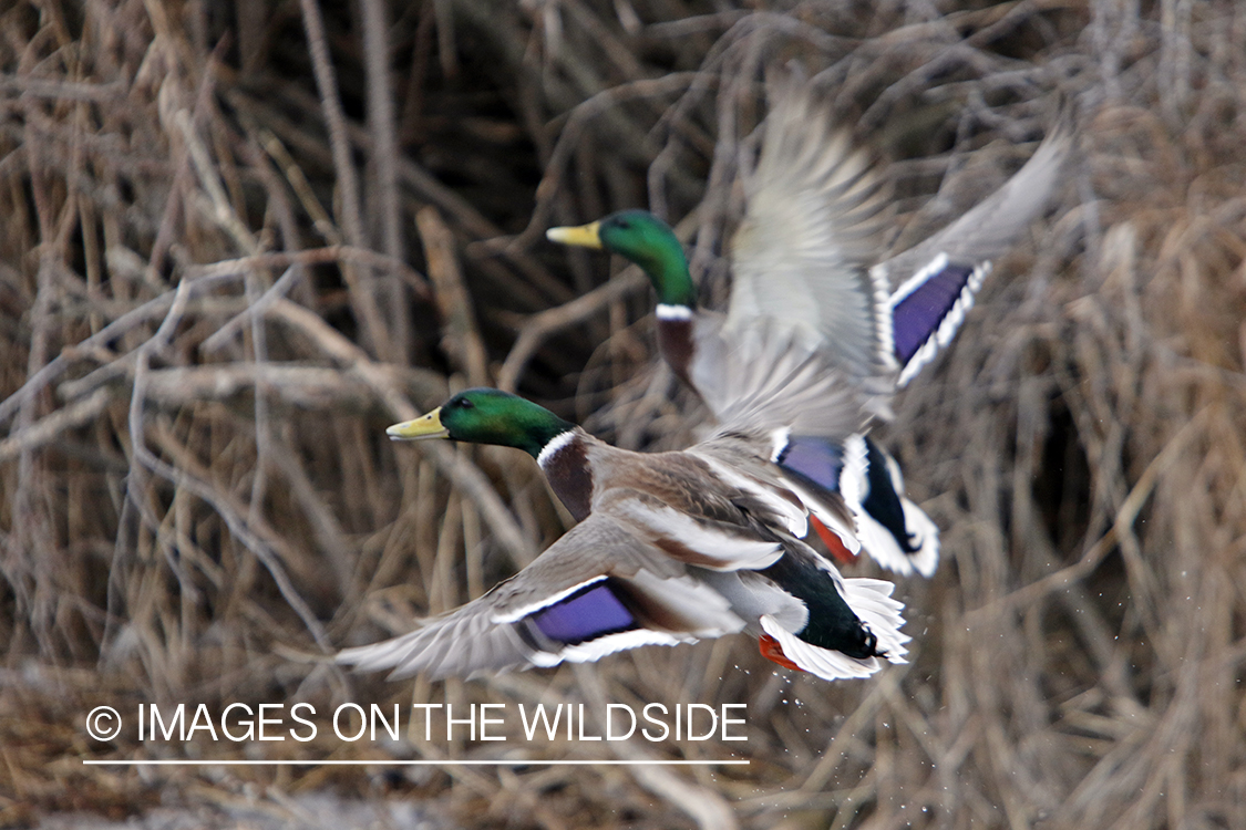 Mallard drakes in flight.