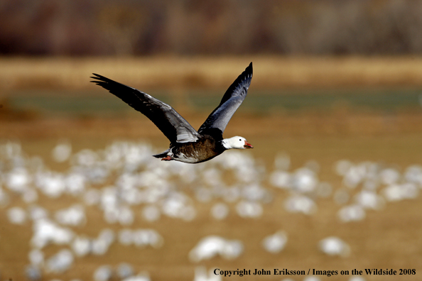 Snow geese in habitat