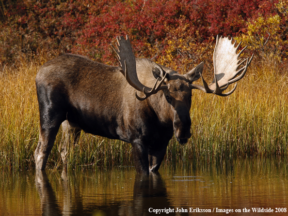 Alaskan Moose in Habitat