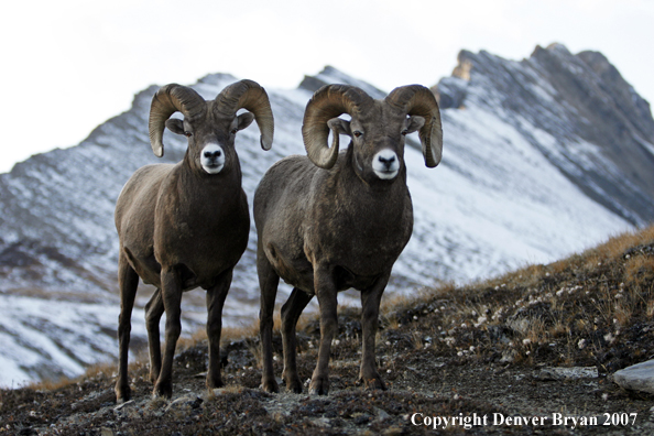 Rocky Mountain Bighorn Sheep