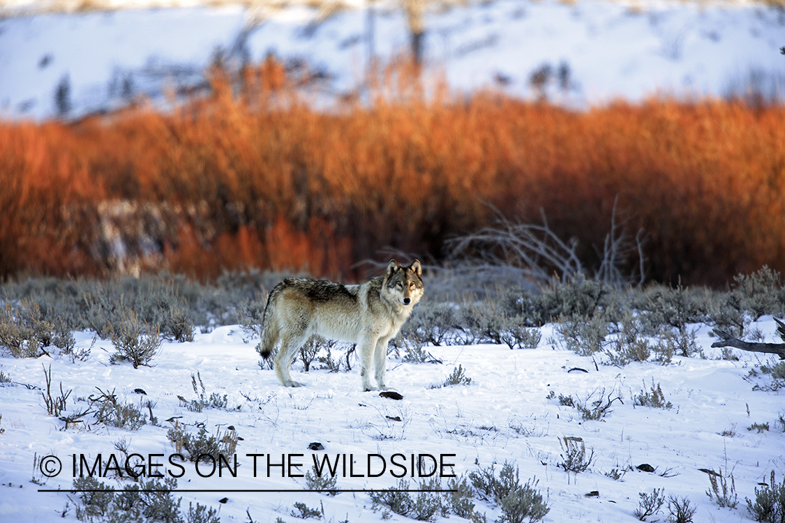 Wild free-ranging gray wolf in Yellowstone National Park.